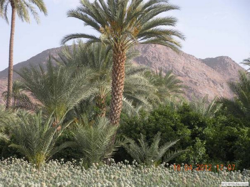 Jardins di Timia (Copia)